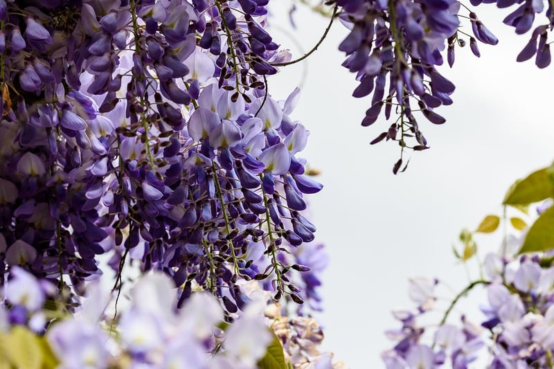 Cascading Plants